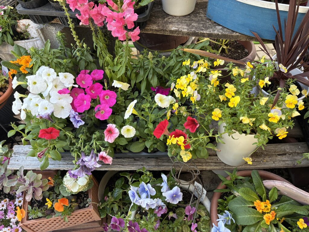ホットフラワー赤坪店 写真4